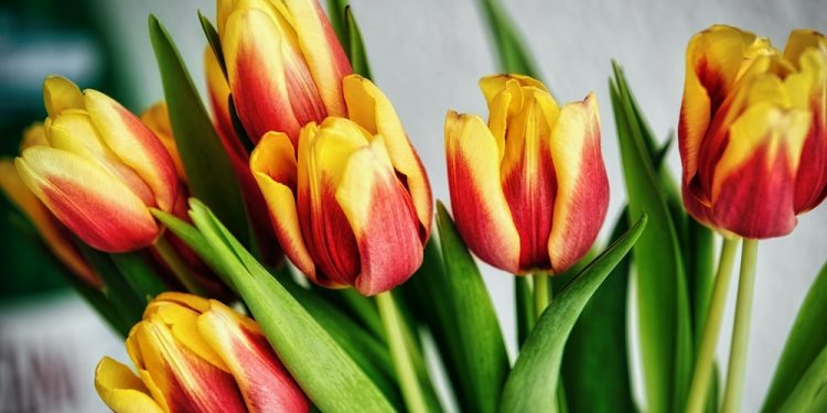 8-Flower-Photography-Tips-and-Inspiration